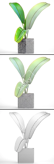 Exotic Madagascar Ravenala - Rare Beauty 3D model image 3