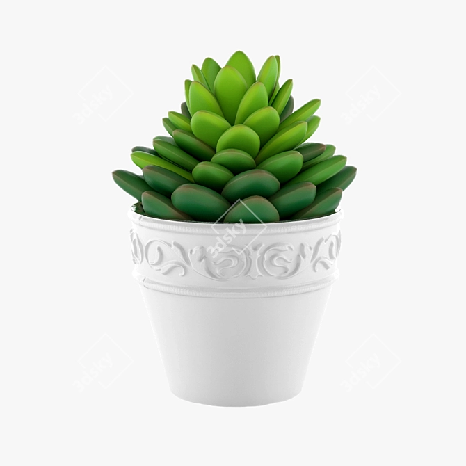 Miniature Succulent Plants Set 3D model image 2