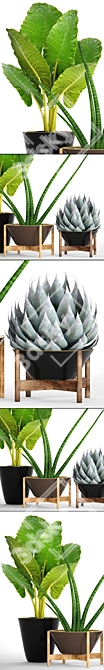 Tropical Plant Collection: Agave, Alocasia, Sansevieria 3D model image 1
