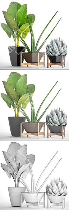 Tropical Plant Collection: Agave, Alocasia, Sansevieria 3D model image 2