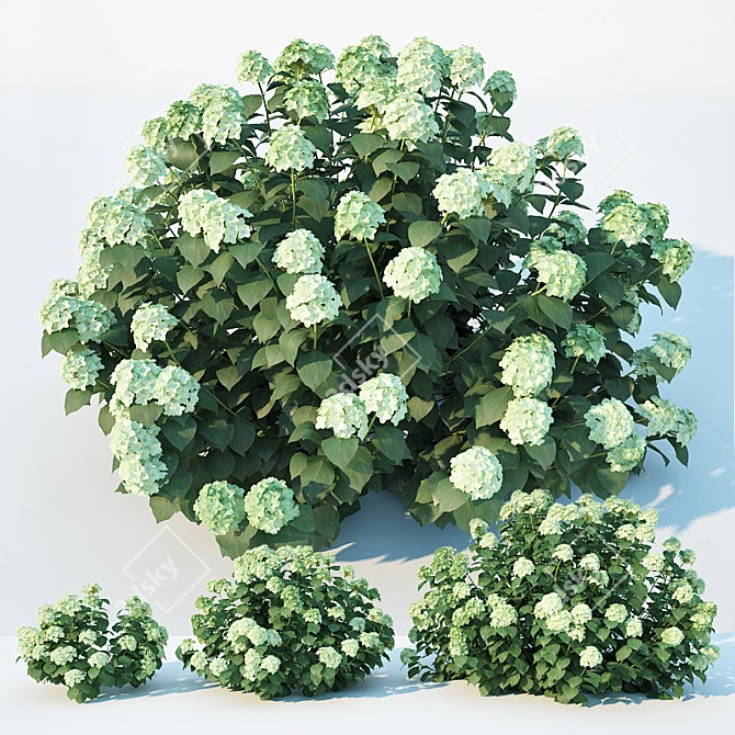 Versatile Hydrangea for Every View 3D model image 1