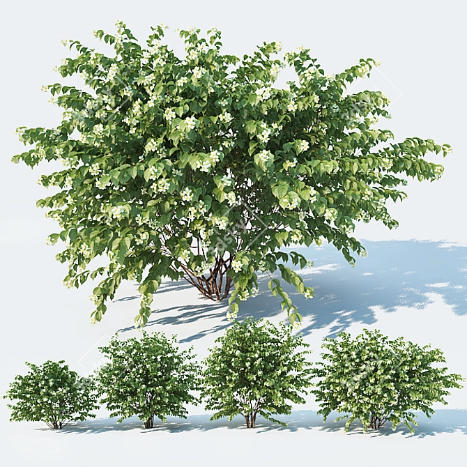 Optimized Philadelphus Variants: Perfect for Scattering 3D model image 1