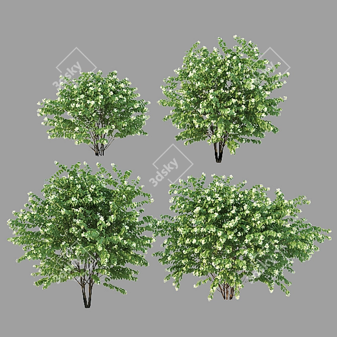 Optimized Philadelphus Variants: Perfect for Scattering 3D model image 3