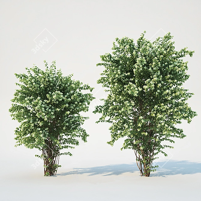 Scatter-Optimized Philadelphus Coronarius 3D model image 1