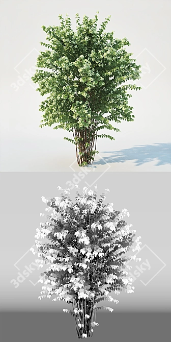 Scatter-Optimized Philadelphus Coronarius 3D model image 3