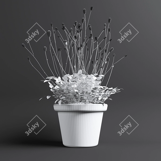 Bloodthirsty Sanguisorba: Beautiful Landscape Plant 3D model image 2