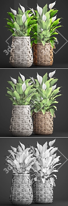 Evergreen Collection: Spathiphyllum 3D model image 3