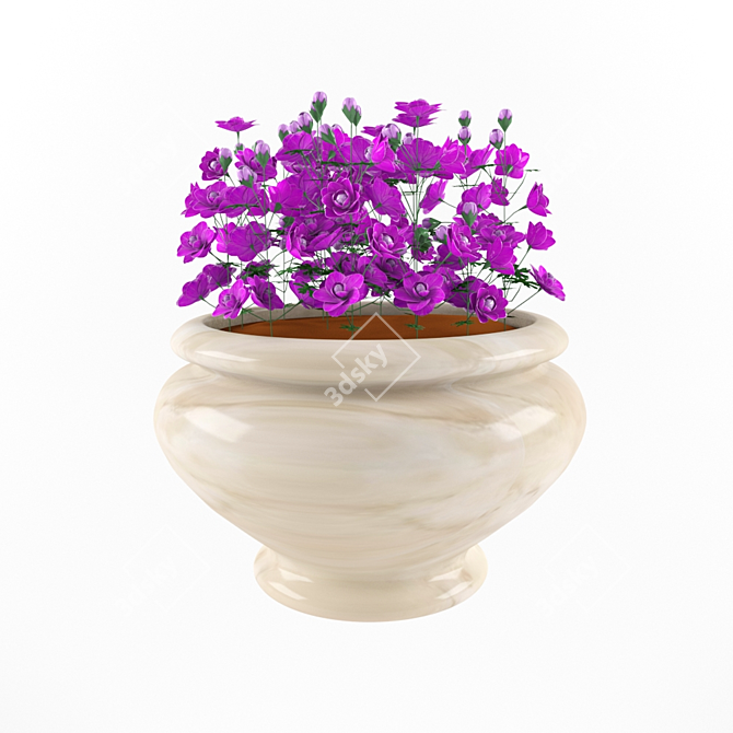 Blooming Beauty Geranium 3D model image 2