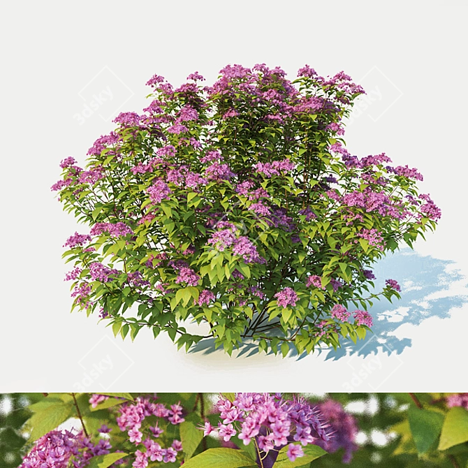 Japanese Spirea: Large, 100cm 3D model image 1