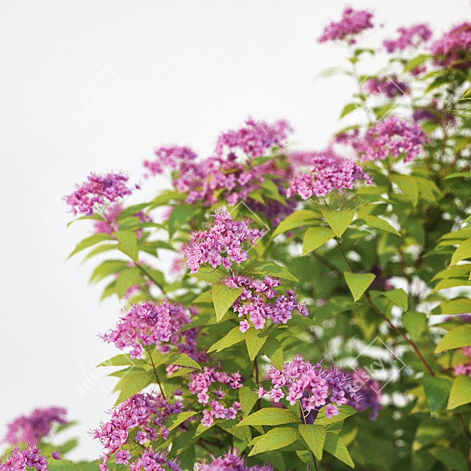 Japanese Spirea: Large, 100cm 3D model image 2