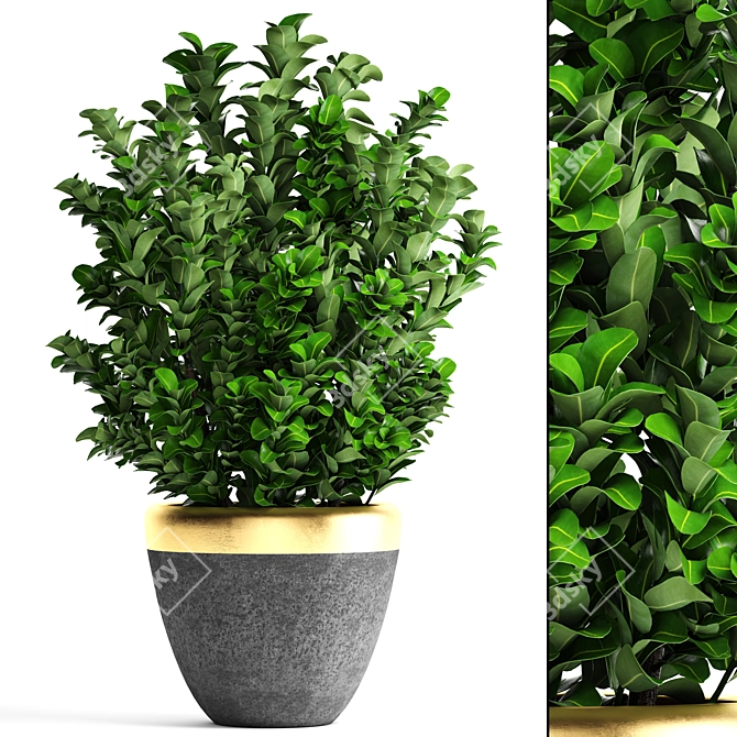Evergreen Boxwood Shrub 3D model image 1