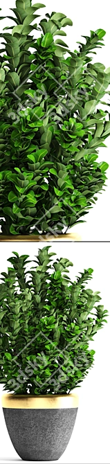 Evergreen Boxwood Shrub 3D model image 2