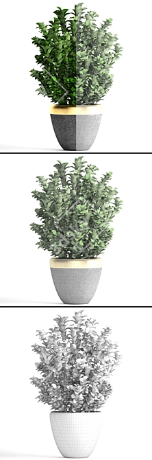 Evergreen Boxwood Shrub 3D model image 3