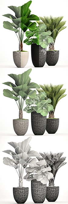 Exotic Plant Collection: Palm & Licuala 3D model image 3