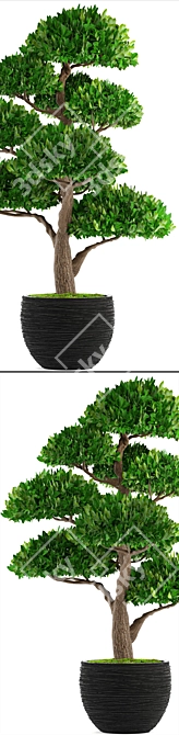Niwaki Topiary Tree 3D model image 2