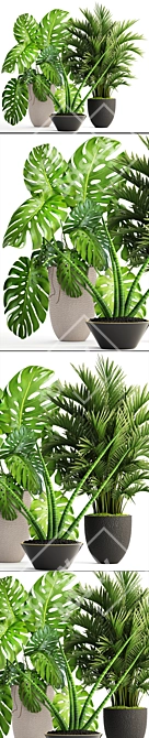 Tropical Plant Collection: Howea, Monstera, Sansevieria 3D model image 2