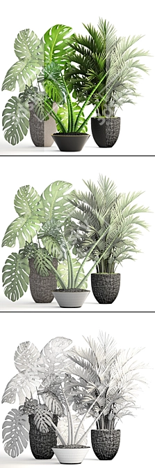 Tropical Plant Collection: Howea, Monstera, Sansevieria 3D model image 3