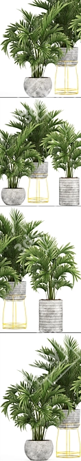 Tropical Palm Collection - Howea 3D model image 2