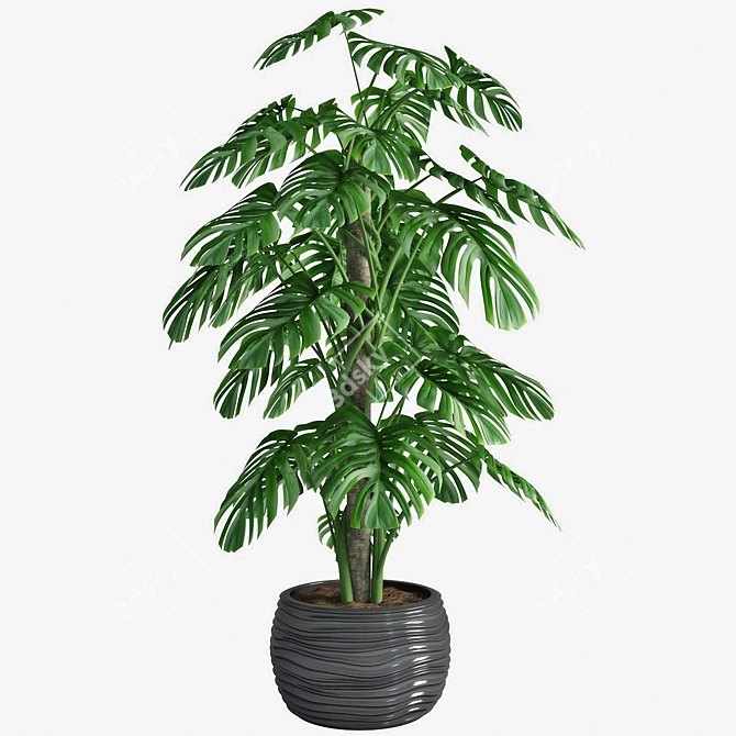 Monstera 02: Smooth Quality 3D model image 3