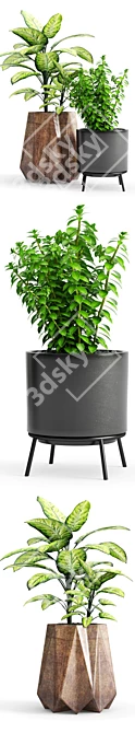 Variety of Plants and Modern Planter 3D model image 2