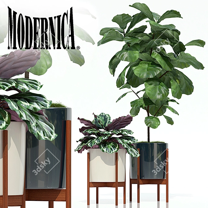 Modernica Pots - Plants Collection 3D model image 1