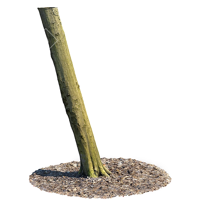 Beech Trunk: Ultra-Detailed Forest Replica 3D model image 1