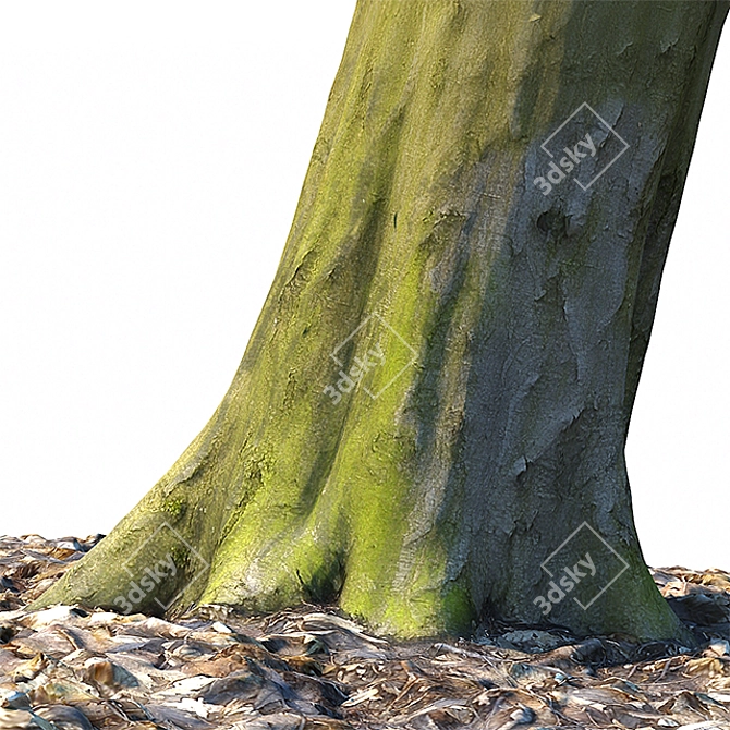 Beech Trunk: Ultra-Detailed Forest Replica 3D model image 2