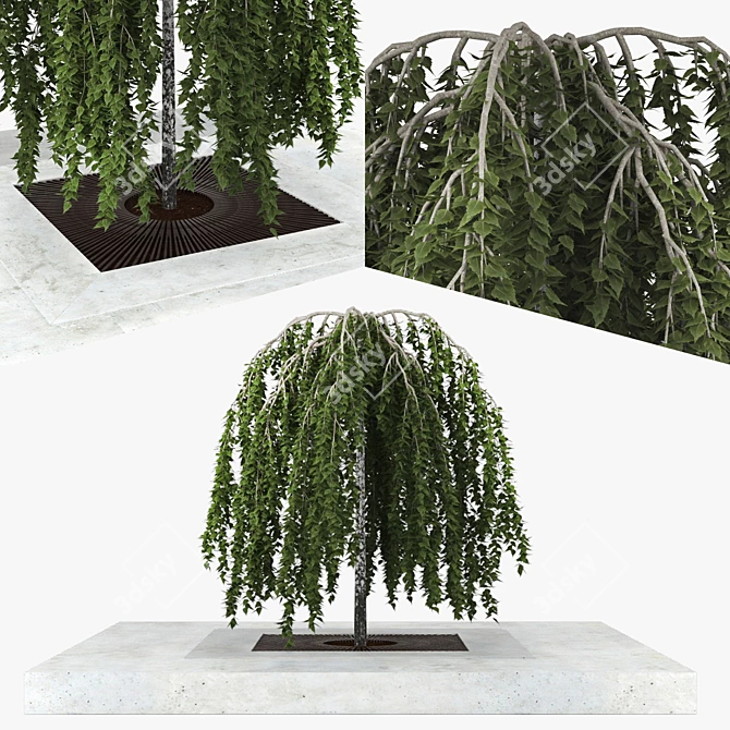 Versatile 3D Model Archive: Betula 3D model image 1
