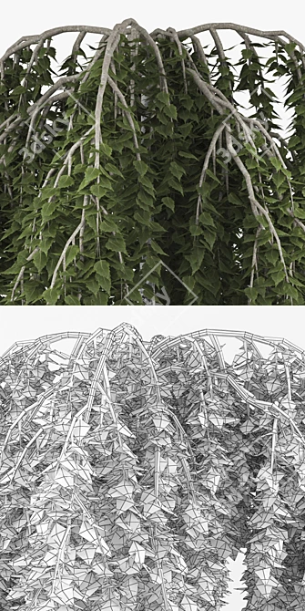 Versatile 3D Model Archive: Betula 3D model image 3