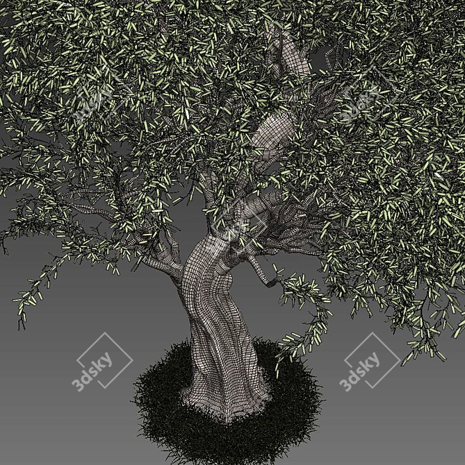 Mediterranean Evergreen Olive Tree 3D model image 2