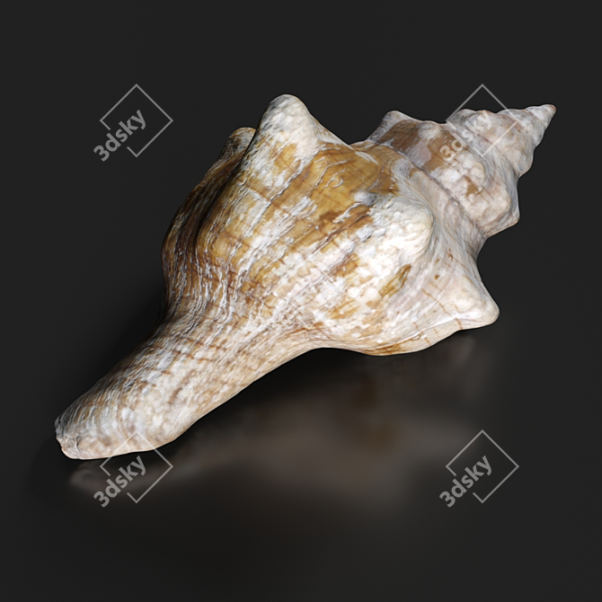 Exquisite West Indian Chank 3D model image 3