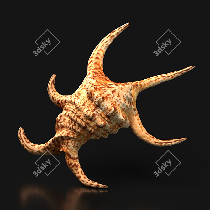 Indian Ocean Chiragra Shell: Exquisite Decorative Piece 3D model image 2