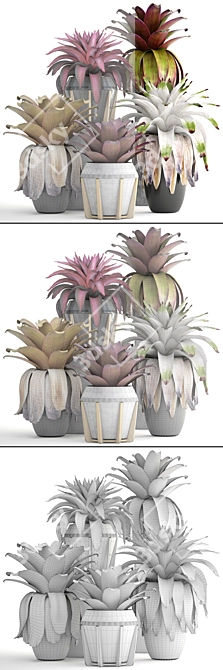 Tropical Bromelia: Exotic Collection of Plants 3D model image 3