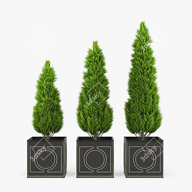 Thuya Wood 3D Model & Textures 3D model image 1
