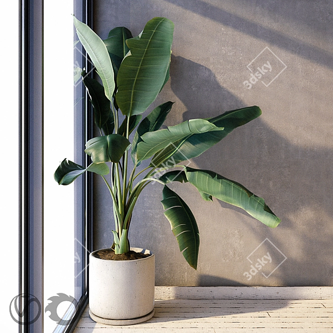 Strelizia Plant in Concrete Pot 3D model image 2