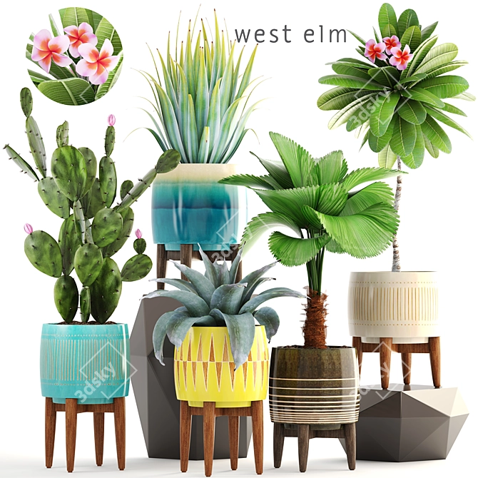 Exotic Plant Collection 3D model image 1