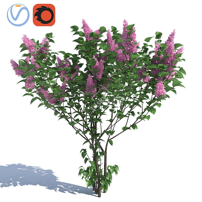 Lilac Bush Trio: Beautiful and Detailed 3D model image 1