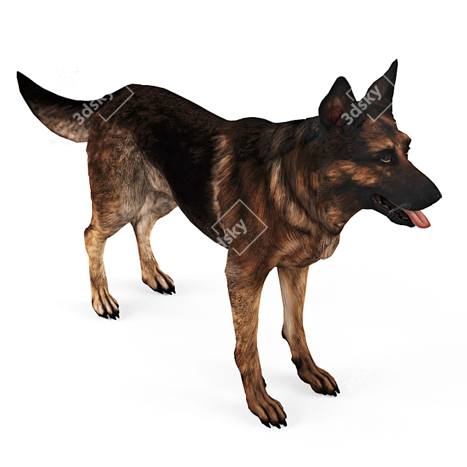 Loyal German Shepherd Companion 3D model image 1