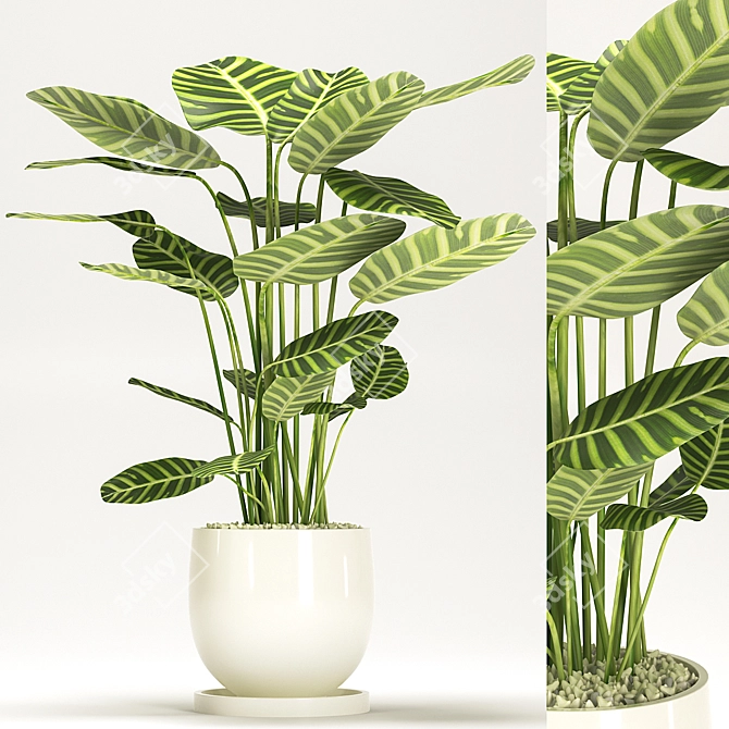 Calathea Orbifolia: Elegant Indoor Plant 3D model image 1