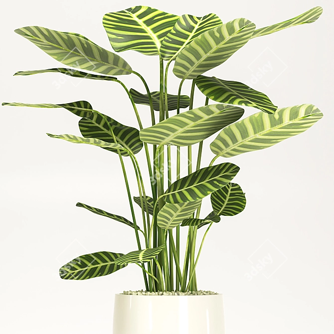 Calathea Orbifolia: Elegant Indoor Plant 3D model image 2