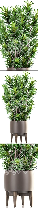 Dracaena Reflexa: Stylish Indoor Plant 3D model image 2