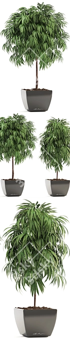 Evergreen Ficus Alii - Stunning Decorative Indoor Tree 3D model image 2