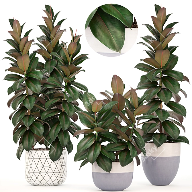 Scandinavian Style Ficus Collection 3D model image 1