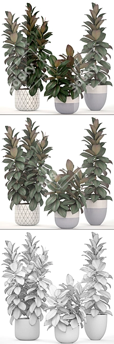 Scandinavian Style Ficus Collection 3D model image 3