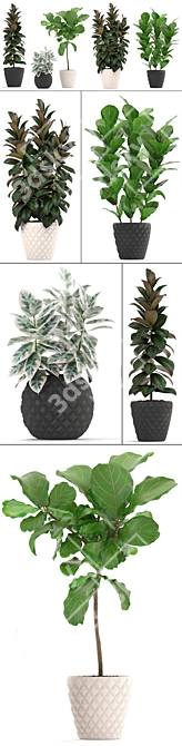 Lush Ficus Collection: Robusta, Elastica & Lyrata 3D model image 2