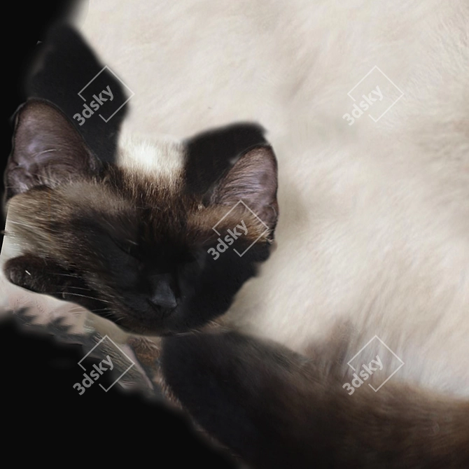 Siamese/Thai Cat Texture Scan 3D model image 1