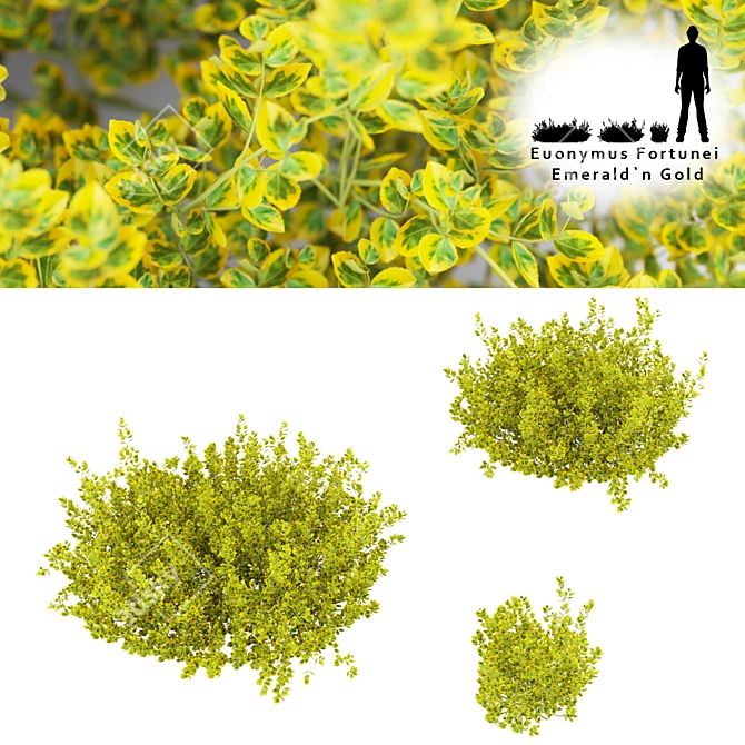 Euonymus Fortunei Bushes- Multiple Sizes 3D model image 1