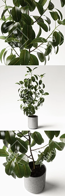 Elegant Ficus Elastica: 3ds Max, OBJ, V-Ray, 2009, 2015 3D model image 2