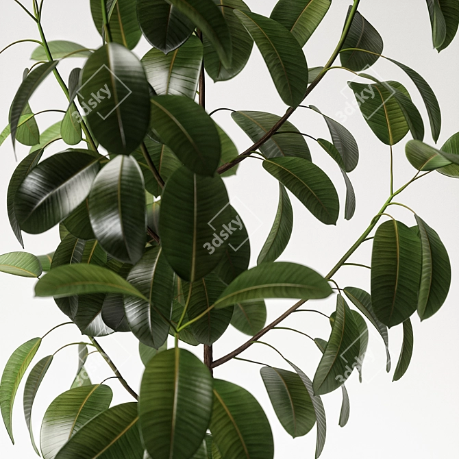 Elegant Ficus Elastica: 3ds Max, OBJ, V-Ray, 2009, 2015 3D model image 5