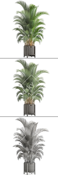 Tropical Kentia Palm: Stylish Indoor Plant 3D model image 3